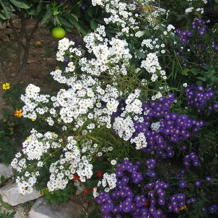 For Four Persons With Sea View In Near The * 特罗吉尔